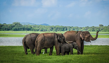 showing_elephants_is_our_passion_as_this_aligns_with_our_conservation_goals_of_saving_corridors