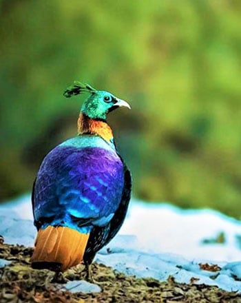bird_watching_in_walterre_is_the_best_experience_for_bird_lovers_and_photographers_visiting_dehradun