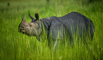 indian_one-horned_rhino_is_best_seen_in_kaziranga_national_park_a_great_park_for_other_wildlife_too